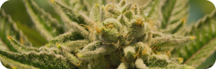 Thca