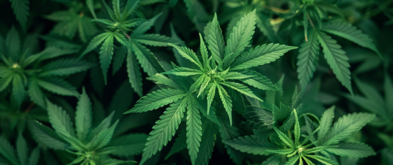 Can Delta 8 Be Mixed With Other Cannabinoids
