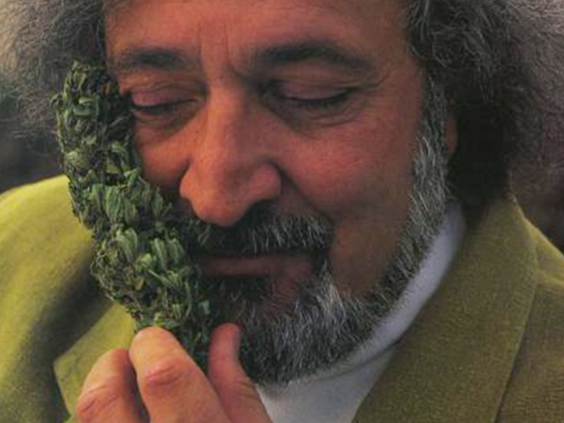 Jack-Herer